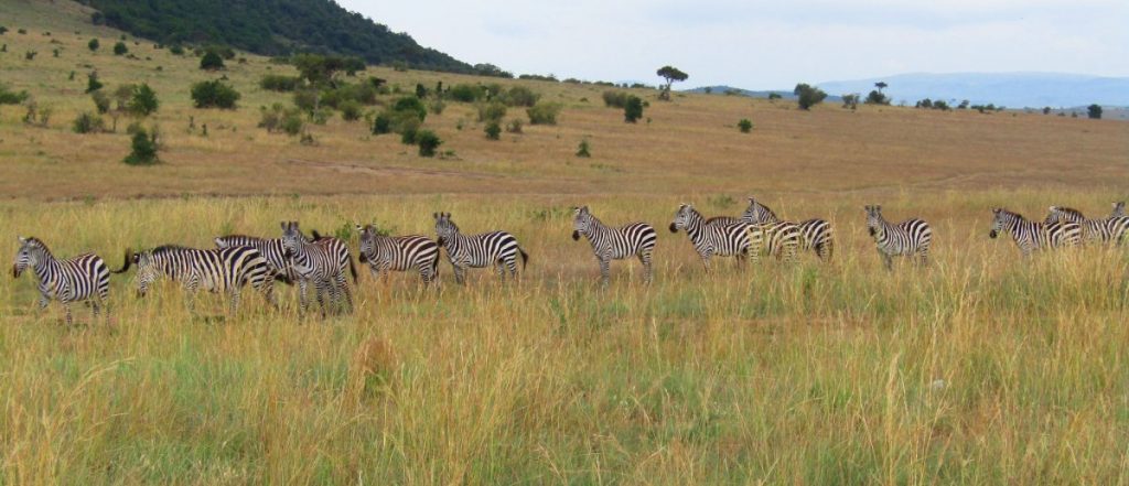 Migración de cebras en Masai Mara
