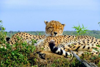 guepardos durmiendo en Masai Mara en Kenia