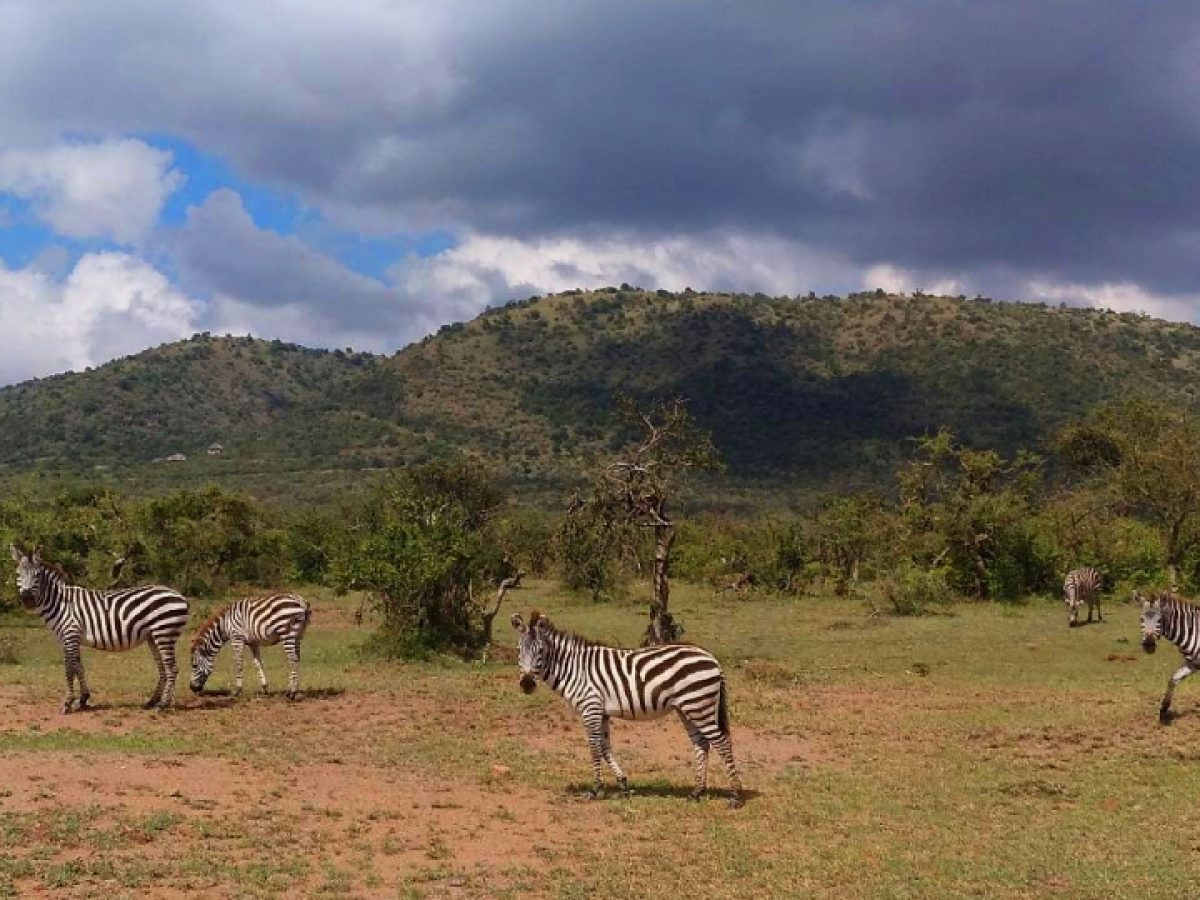Currículum terciopelo Prescripción Qué llevar en tu maleta para un Safari en África